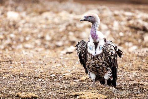 Top 34 African Birds A Safari Photo Guide