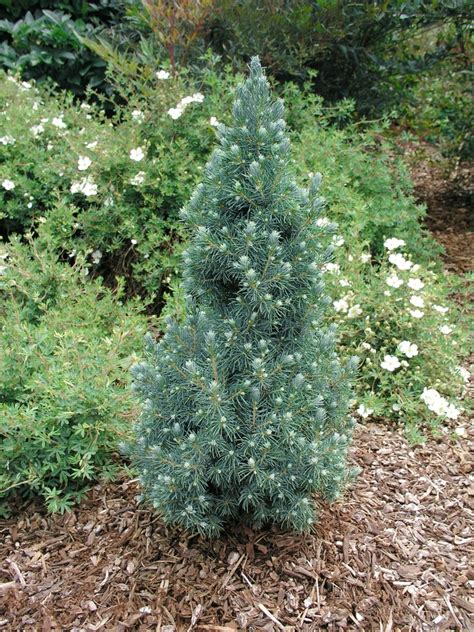 Picea Glauca Blue Wonder Dwarf Alberta Spruce Garden Center Marketing