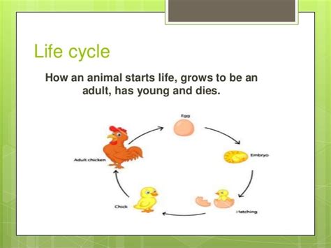 Whitetail Deer Life Cycle Chart