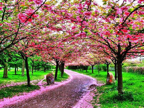 Free Photo Beautiful Spring Tree Flora Forest Green Free Download Jooinn