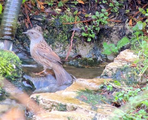 Some 14,000 people in northern ireland took part in the event, monitoring their gardens. About a Brook: The RSPB Big Garden Birdwatch - a family affair