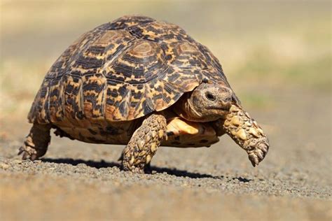 19 Weird And Wonderful Turtle And Tortoise Species Turtle Tortoises
