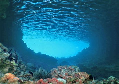 Underwater Ocean Scene Wallpaper