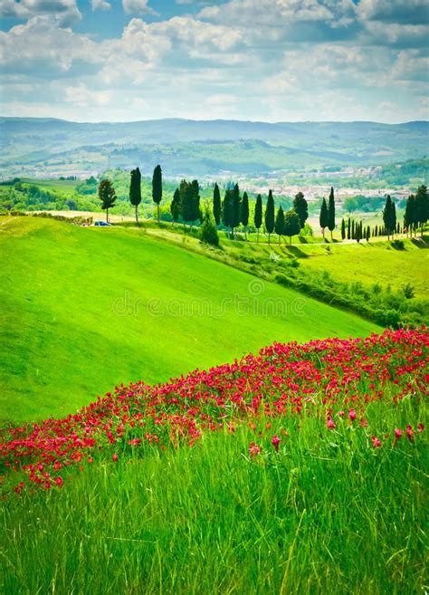 My husband & i are planning a trip to new england the end of sept. Flower Hill And Cypresses Royalty Free Stock Image - Image ...