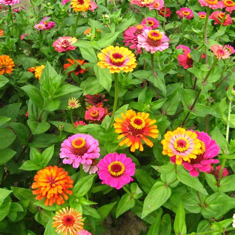 Zinnie - bunt - Blumen und Zierpflanzen