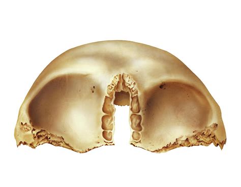 Frontal Bone Photograph By Asklepios Medical Atlas Pixels