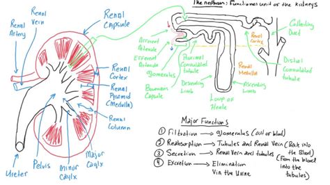 Kidney Anatomy And Physiology