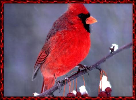 Northern Cardinal Male Cardinalis Cardinalis 홍관조 Image Only