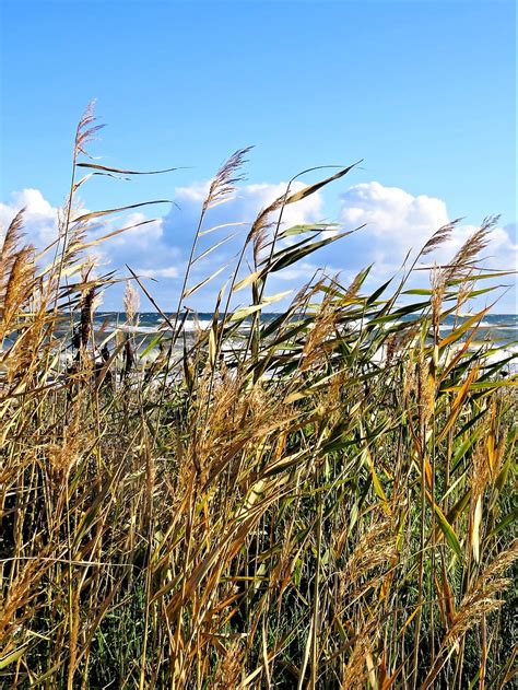 Beach Baltic Sea Grasses Coast Wave Landscape Blue Sky Nature