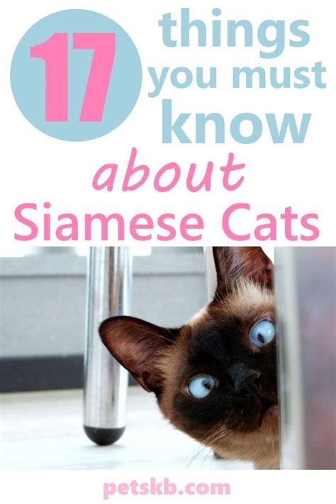 Siamese Cats Facts Artofit