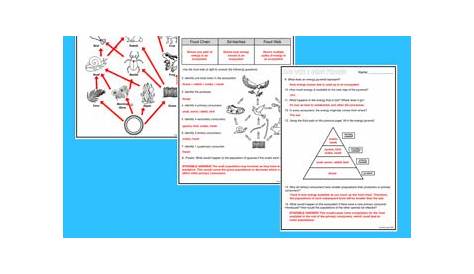 Food Chains and Food Webs Worksheet with Answers - Laney Lee