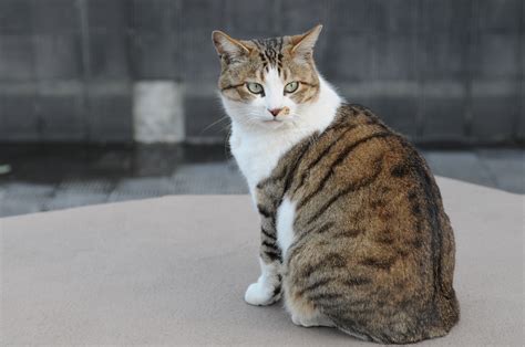 Filebrown And White Tabby Cat With Green Eyes Hisashi 01
