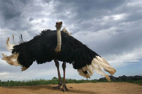 Ostriches Roam The Outback After Failed Attempts To Farm The Flightless