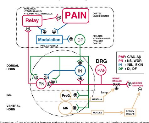 Figure 1 From Descending Control Of Pain Semantic Scholar