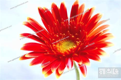 Red Gerber Daisy Gerbera Stock Photo Picture And Royalty Free Image