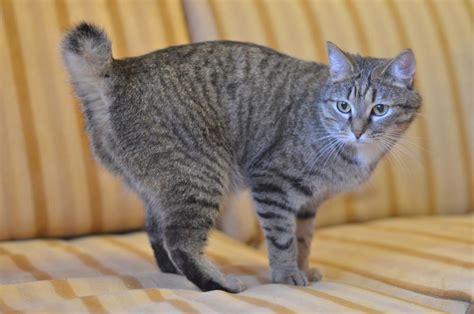 Карельский бобтейл короткошерстный описание породы кошек фото цена