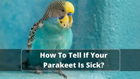 How To Tell If Your Parakeet Is Sick 2022 Guide Birds News