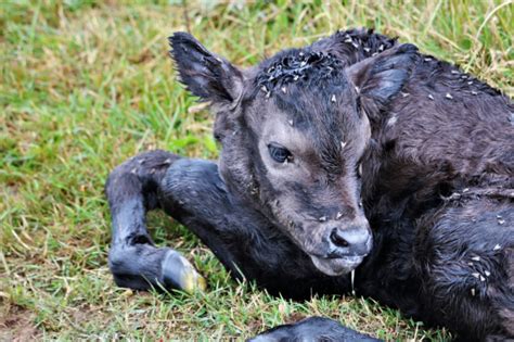 In Vitro Fertilization Wagyu