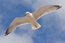 Science behind flying of birds in the sky. » Scienceteen