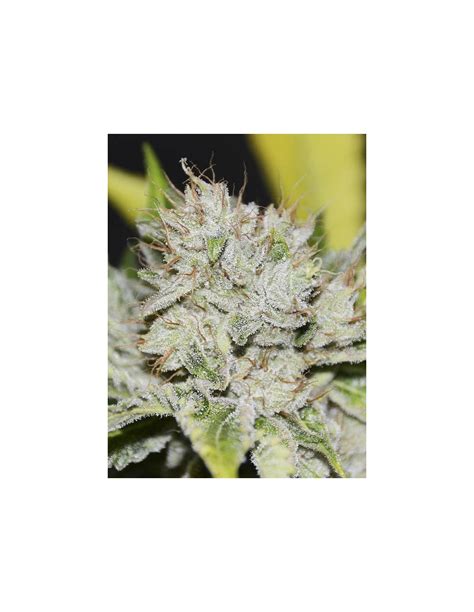 Buy Gorilla Candy From Eva Seeds Oaseeds