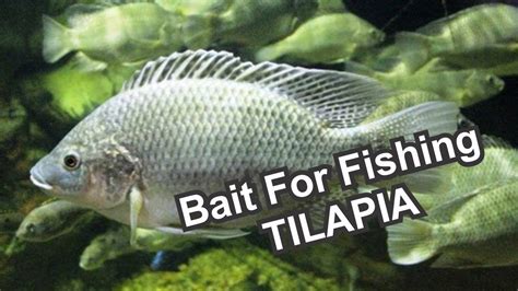 Best Bait For Tilapia Fish Bloraupdate