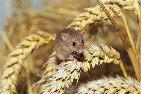 Iconic Harvest Mouse Returns To Hampshire Village Govuk