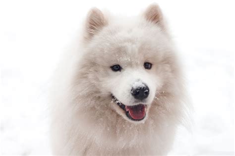 9 Best Pure White Dog Breeds Exclusively White By Nature