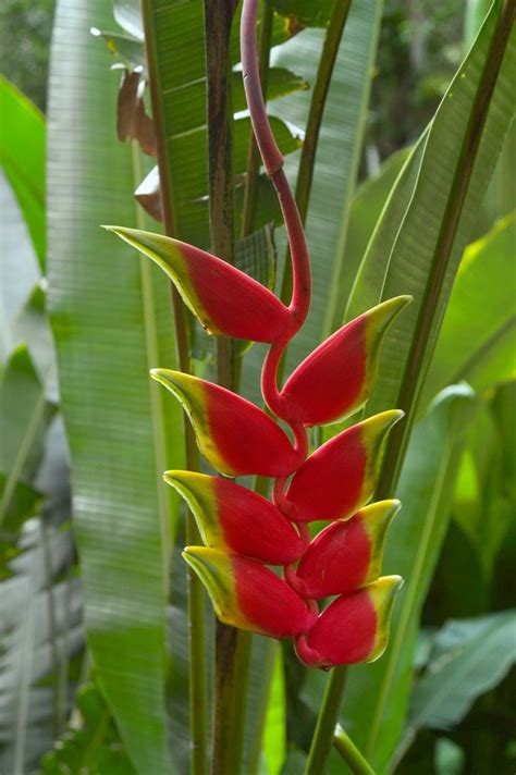 Ideas For Hanging Heliconia Flower Facts 15