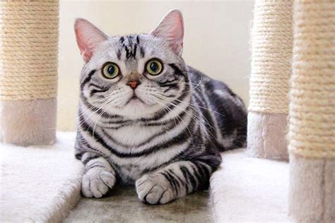 American Shorthair Cat Breed Profile Personality Care