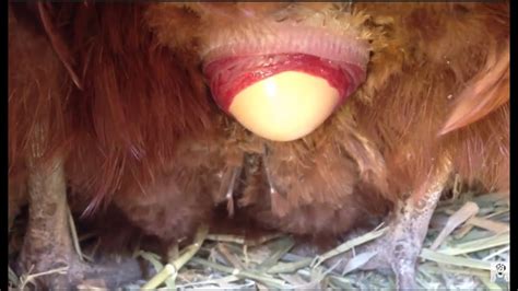 It's a bit of a mystery as to exactly how an egg is formed every day but there is a process going on inside your laying hen that is pretty. Chicken laying an egg! (CLOSE UP 2!) - YouTube