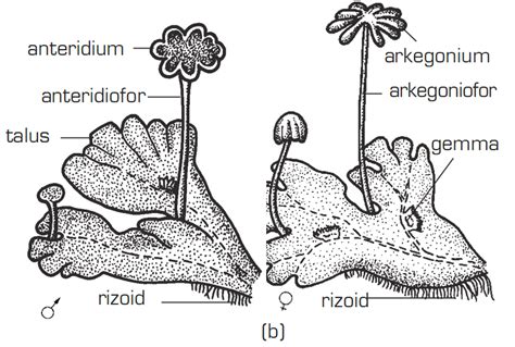 13 jenis burung cica daun lengkap dengan gambarnya. Gambar perbedaan antara tumbuhan lumut jantan dan betina - Brainly.co.id