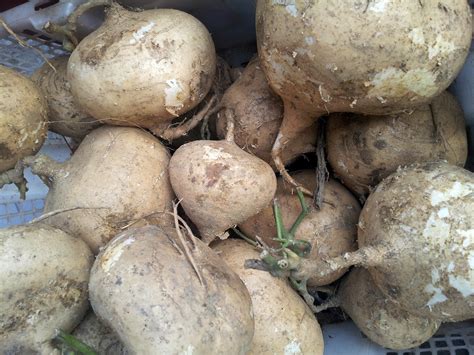 White Sweet Potato In The Basket Free Stock Photo Public Domain Pictures