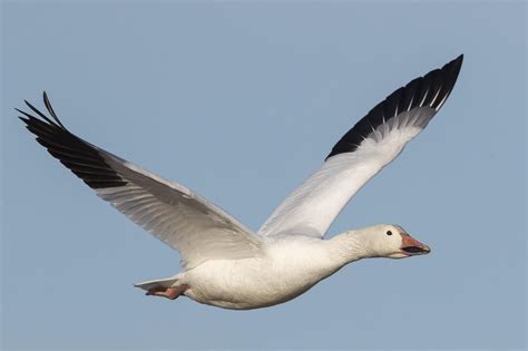 Snow Goose Flying 7555s