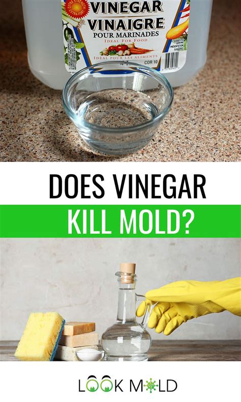 Does Vinegar Kill Mold What You Need To Know In 2020 Laundry Soap