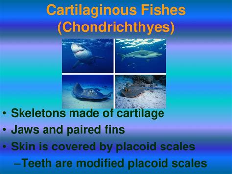 Chapter 10 Fishes Ppt Download