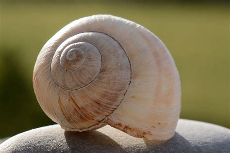 Free Images Nature Spiral Animal Fauna Shell Invertebrate