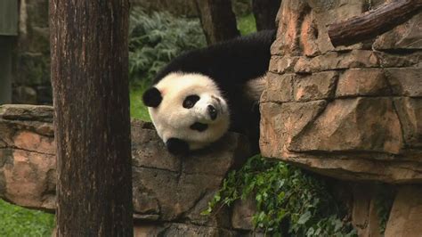 Panda Monium National Zoos Panda Palooza Kicks Off As Beloved Trio