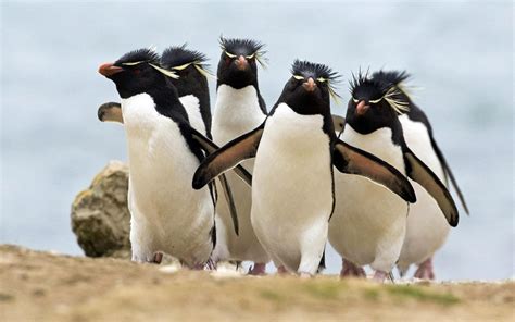 Fondos De Pantalla De Animales Graciosos Y Divertidos Medioambiente Y