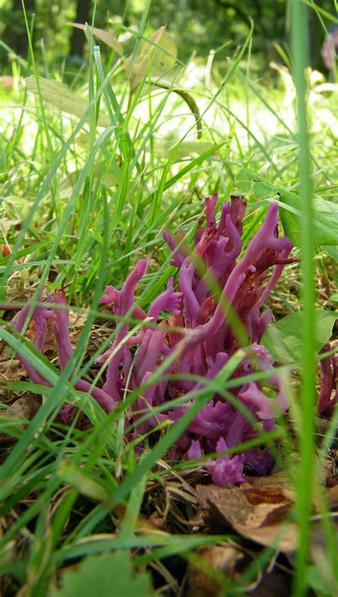 Purple Coral Fungi By Badgersoph On Deviantart