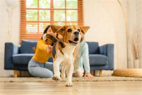 Cani E Gatti In Casa Come Proteggerli Dai Prodotti Aggressivi