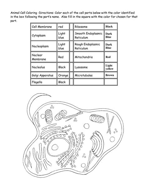 Plant Cell And Animal Cell Worksheet Answer Key Pdf Animal Cell