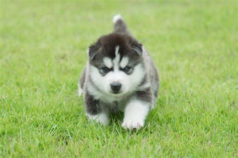 Maybe you would like to learn more about one of these? Top 7 Steps and Tips on Training A Husky Puppy | Glamorous Dogs