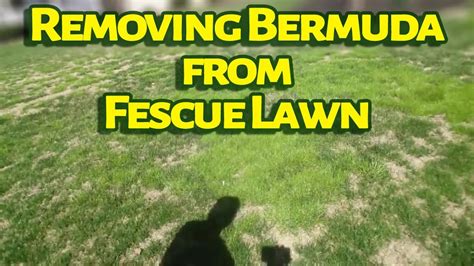 Removing Bermuda From Fescue Lawn Before Documentation Youtube