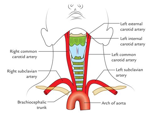 The left and right carotids, and the left and right vertebral arteries. Easy Notes On 【Common Carotid Arteries】Learn in Just 4 Minutes! - Earth's Lab