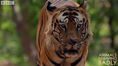 Tiger Facts Jungle Interesting Walking Tigers Male