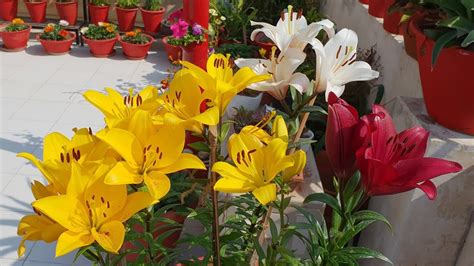 Care Of Asiatic Lily Plant Most Beautiful Winter Lily Youtube