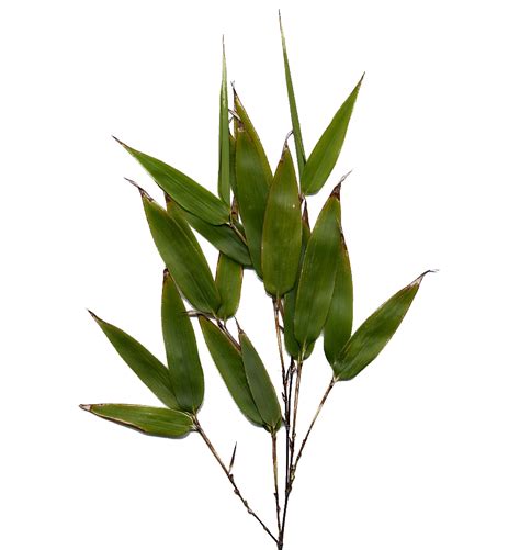 Download Bamboo Leaf Image Hq Png Image Freepngimg