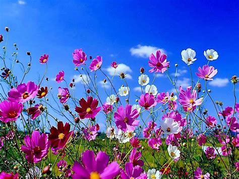 Beautiful Spring Flowers Pictures Photos And Images For