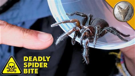 Deadliest Spider Bite Youtube