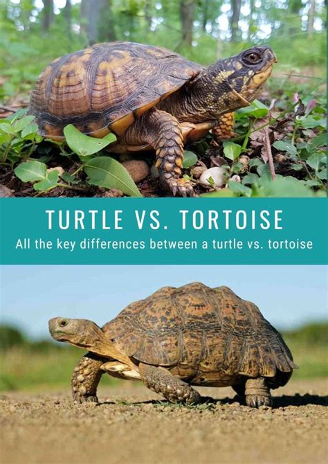 All The Key Differences Between A Turtle Vs Tortoise